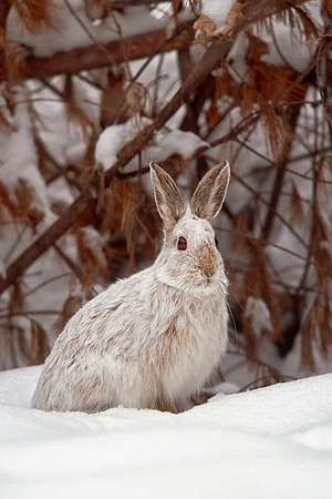 Snowshoe Hare, Vermont