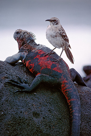Mockingbird on Iguana, Galapagos Islands
