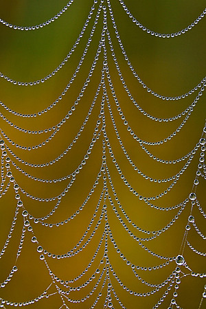 Web with Dew, Vermont