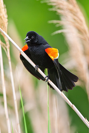 Red-winged Blackbird, Cape Cod