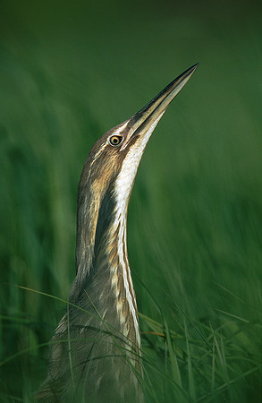 American Bittern, Vermont