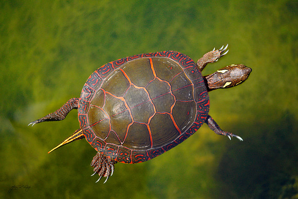 Painted Turtle, Canada