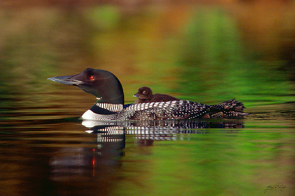 Loon with Chick, Vermont
