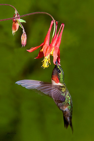 Male Ruby-throat, Vermont