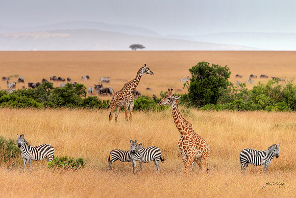 Masai Mara, Kenya