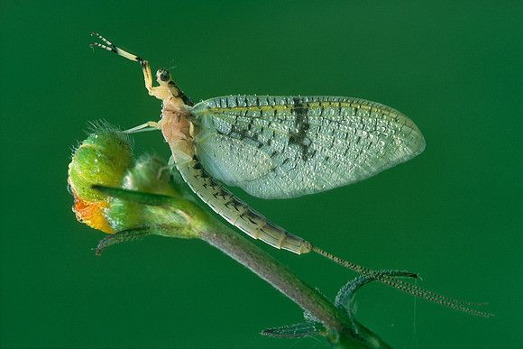 Mayfly on Buttercup, Vermont