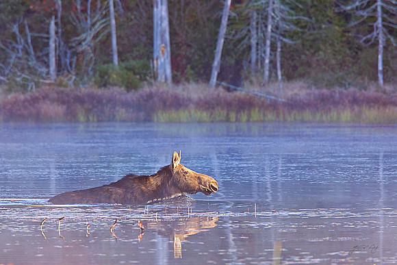 Moose Cow Swimming, Canada