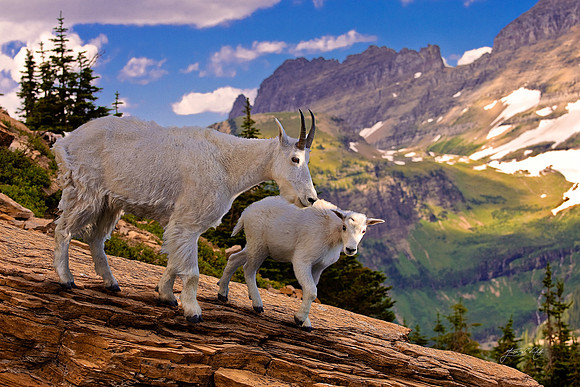Mountain Goats, Montana