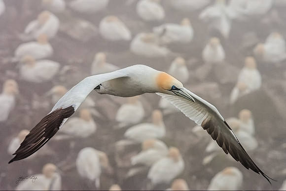 Northern Gannet, Newfoundland