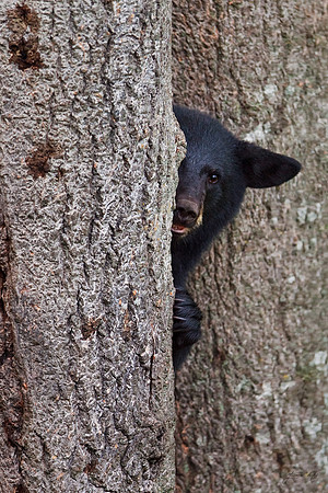 Peekaboo Bear, Vermont