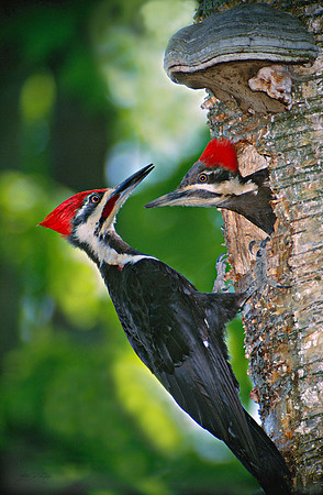 Pilieated Woodpeckers, Vermont