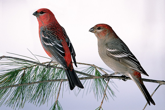 Pine Grosbeaks, Vermont