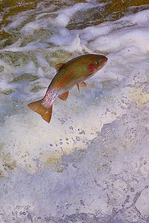 Rainbow Trout II, Vermont