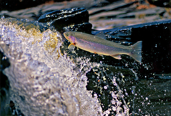 Rainbow Trout I, Vermont