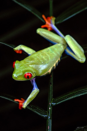Red-eyed Tree Frog, Costa Rica