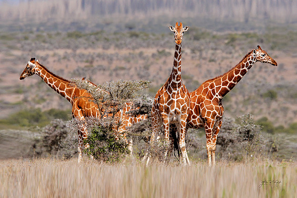 Reticulated Giraffes, Kenya