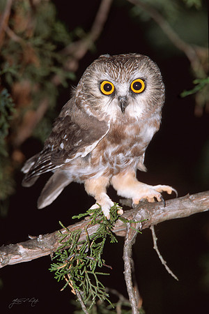 Saw-whet Owl, Vermont