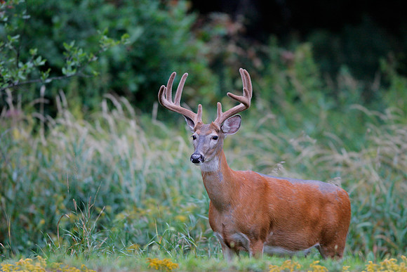 While-tailed Buck, Vermont