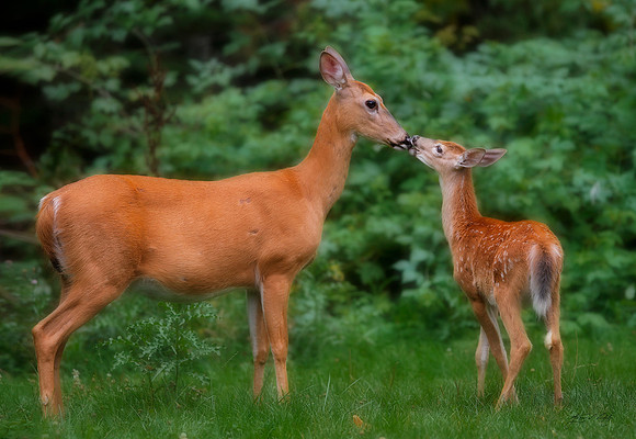 White-tail Doe and Fawn, Wisconsin