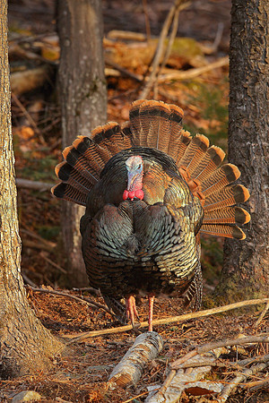 Wild Turkey, Vermont