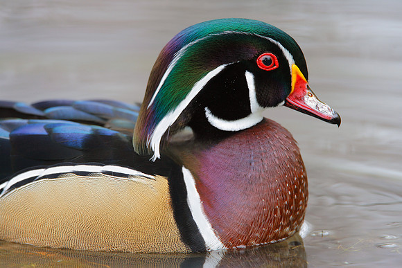 Wood Duck Drake, Ohio