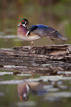 Wood Duck on Log, Ohio