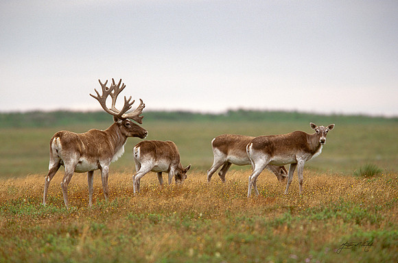 Woodland Caribou, Newfoundland