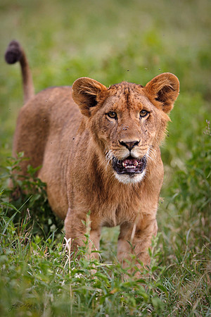 Young Lioness, Kenya