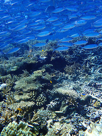 Fuslier Fish and Corals, Raja Ampat