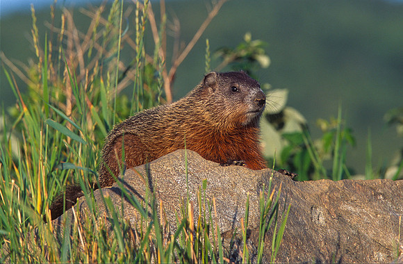 Groundhog, VT