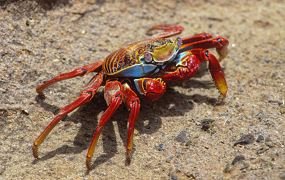 Sally Lightfoot Crab, Galapagos Islands