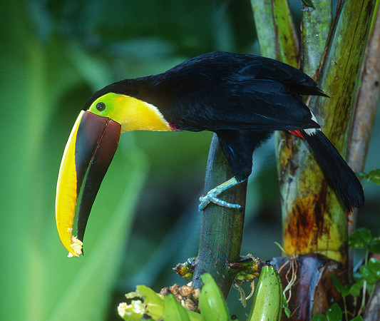 Chestnut-mandibled Toucan Eating Banana, Costa Rica