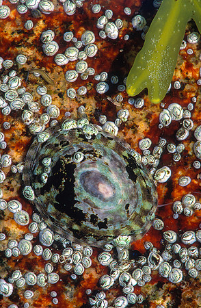 Tortoiseshell Limpet, ME