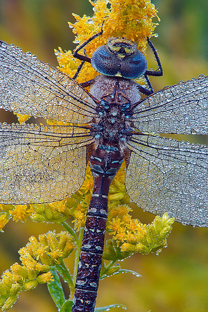 Blue Darner on Orchard Grass, Vermont