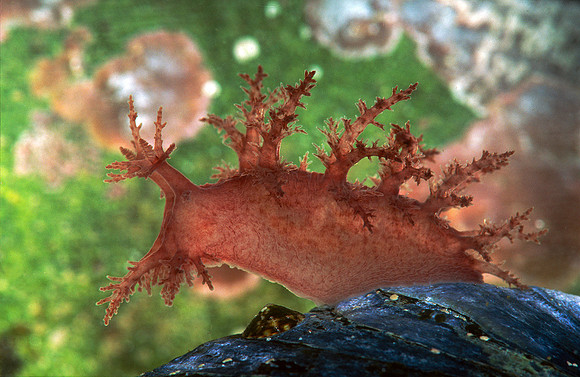 Bushy-backed Nudibranch on Blue Mussel, Maine