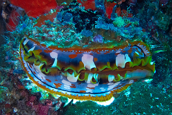 Variable Thorny Oyster; Raja Ampat