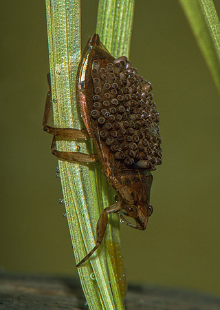 Giant Water Bug with Eggs, Vermont