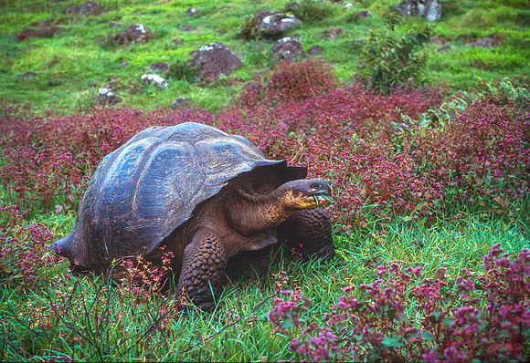 Galapags Tortoise, Santa Cruz Island; Galapagos Islands