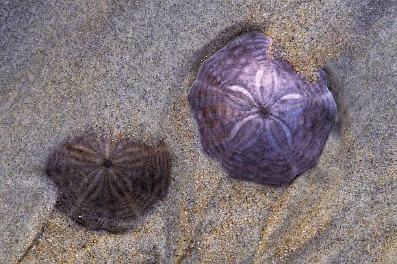 Sand Dollars, Cape Cod