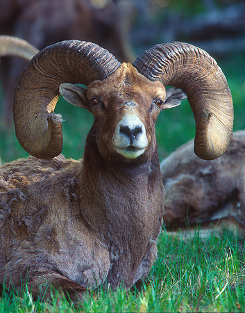 Bighorn Sheep, Yellowstone National Park