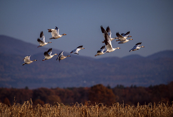 Snow Geese Over Cornfield, Vermont