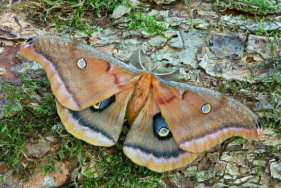 Polyphemus Moth, Vermont