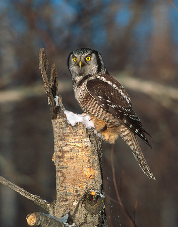 Hawk Owl, New Hampshire