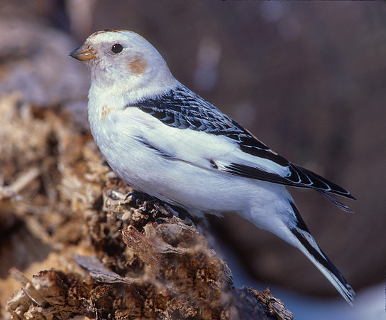 Snow Bunting, Vermont