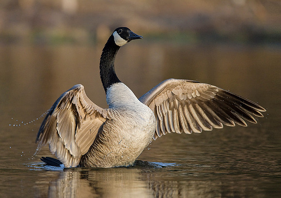 Canada Goose, Vermont