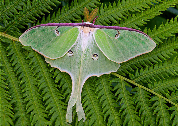 Luna Moth, Vermont