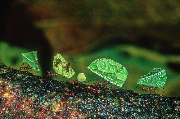 Leaf Cutter Ants, Costa Rica