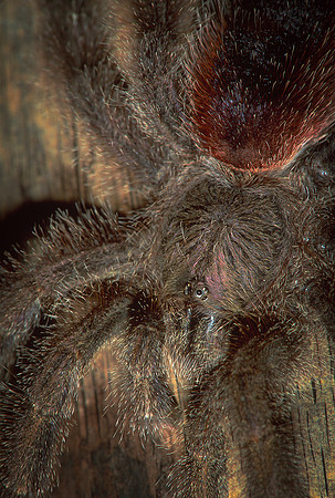 Ecuadorian Tree Spider, Costa Rica