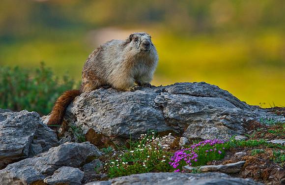 Yellow-Bellied Marmot, Yellowstone NP