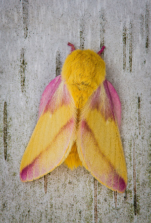 Rosy Maple Moth, Vermont